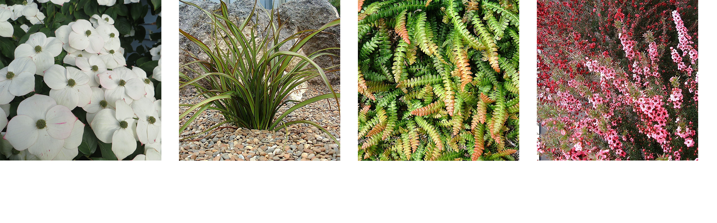 sqaure plants bigger gaps